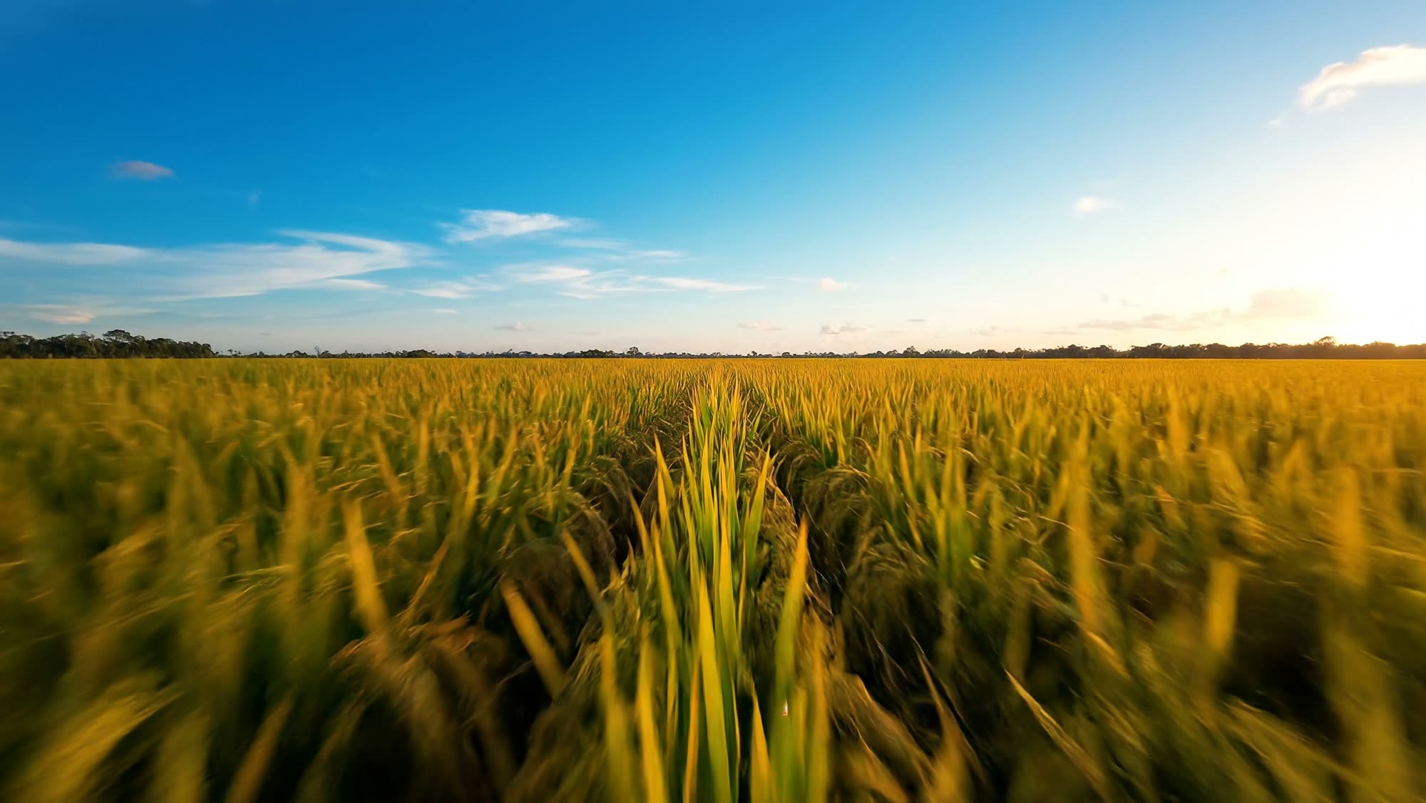 Siembra de arroz en el llano de Portuguesa